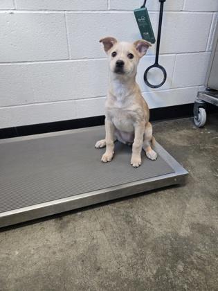 Locket, an adopted mixed breed in Sacramento, CA image 3/3