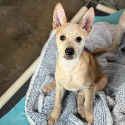 Locket, an adopted mixed breed in Sacramento, CA image 1/3
