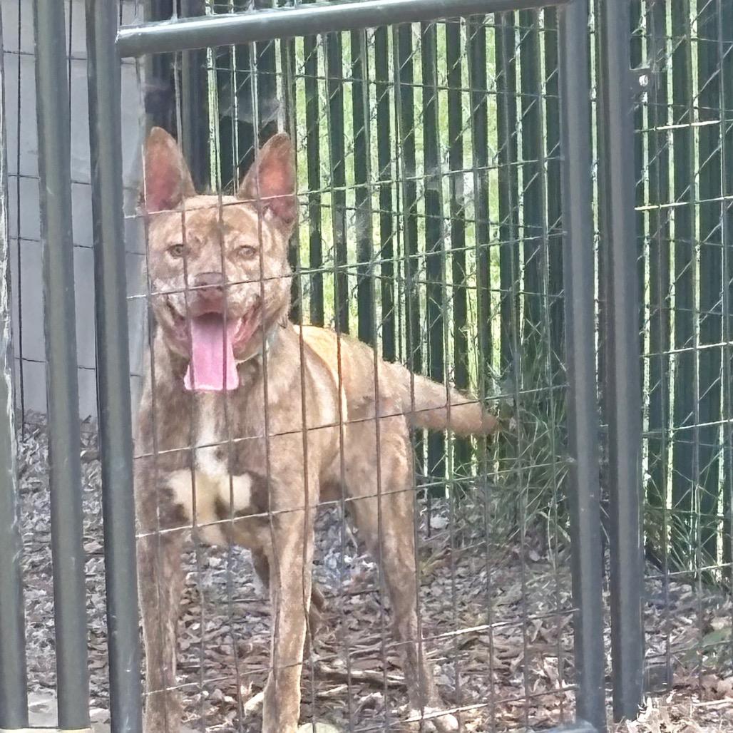 Wylie, Adoptable, Young Male Cattle Dog & Pit Bull Terrier.