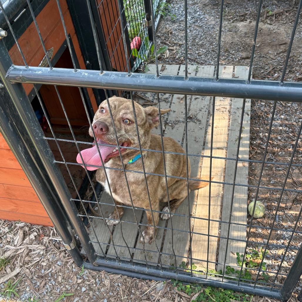Enlarge Wylie, a Adoptable mixed breed in Pennsville, NJ image 2/3