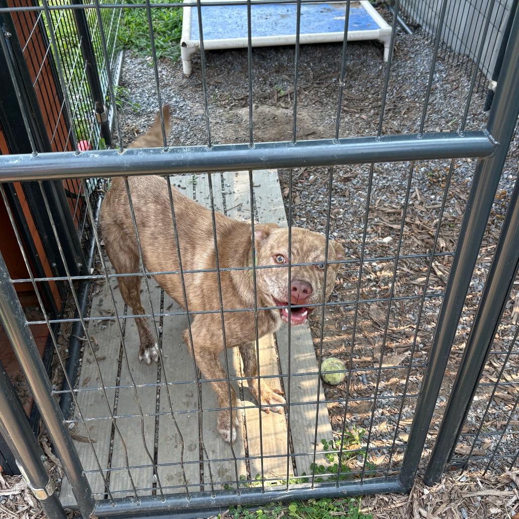 Enlarge Wylie, a Adoptable mixed breed in Pennsville, NJ image 3/3