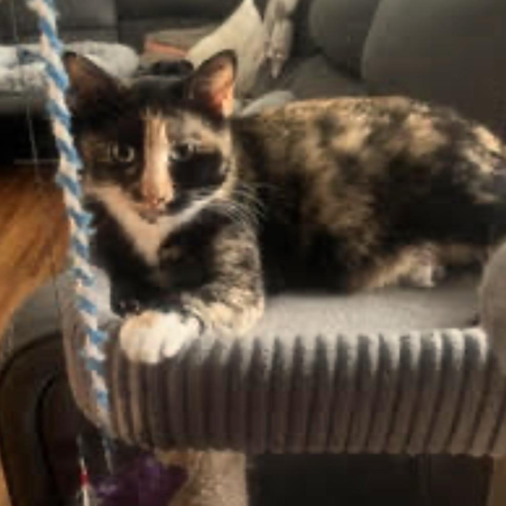 Precious C6937, a Adoptable Domestic Short Hair in Princeton, MN image 1/6
