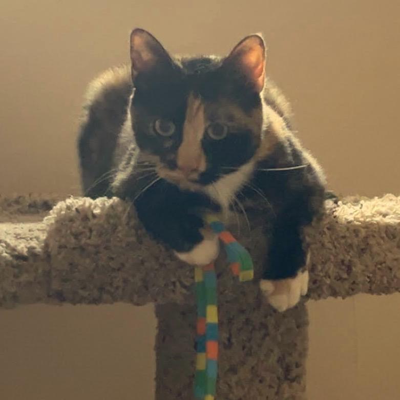 Precious C6937, a Adoptable Domestic Short Hair in Princeton, MN image 2/6