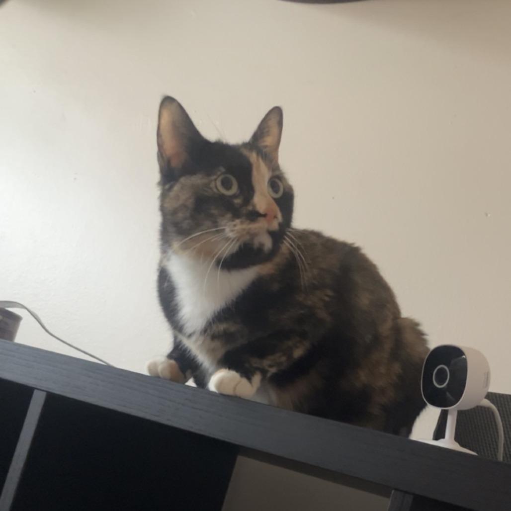 Precious C6937, Adoptable, Adult Female Domestic Short Hair.