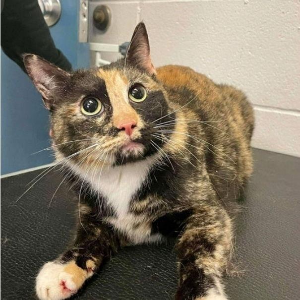 Precious C6937, a Adoptable Domestic Short Hair in Princeton, MN image 2/5