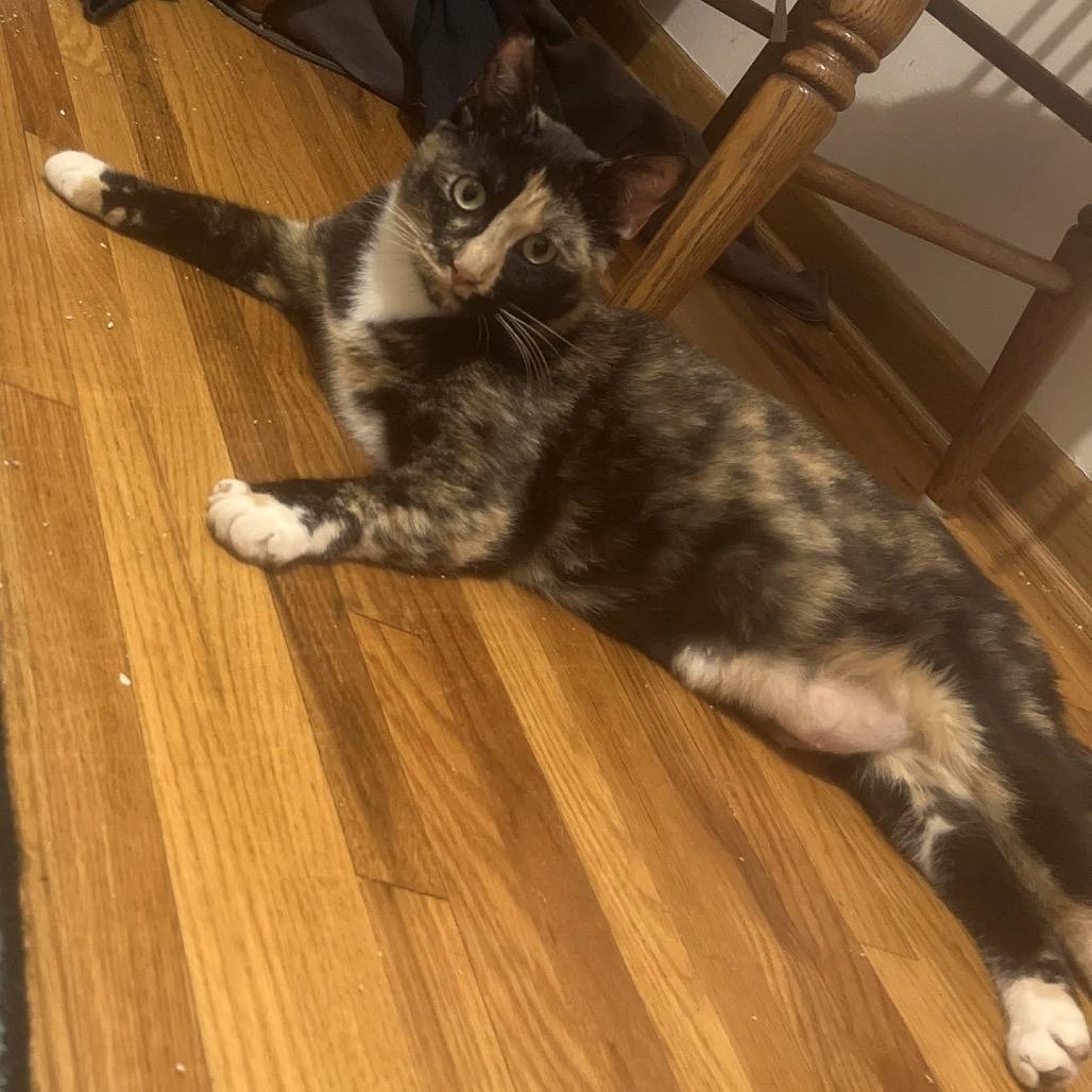 Precious C6937, Adoptable, Adult Female Domestic Short Hair.