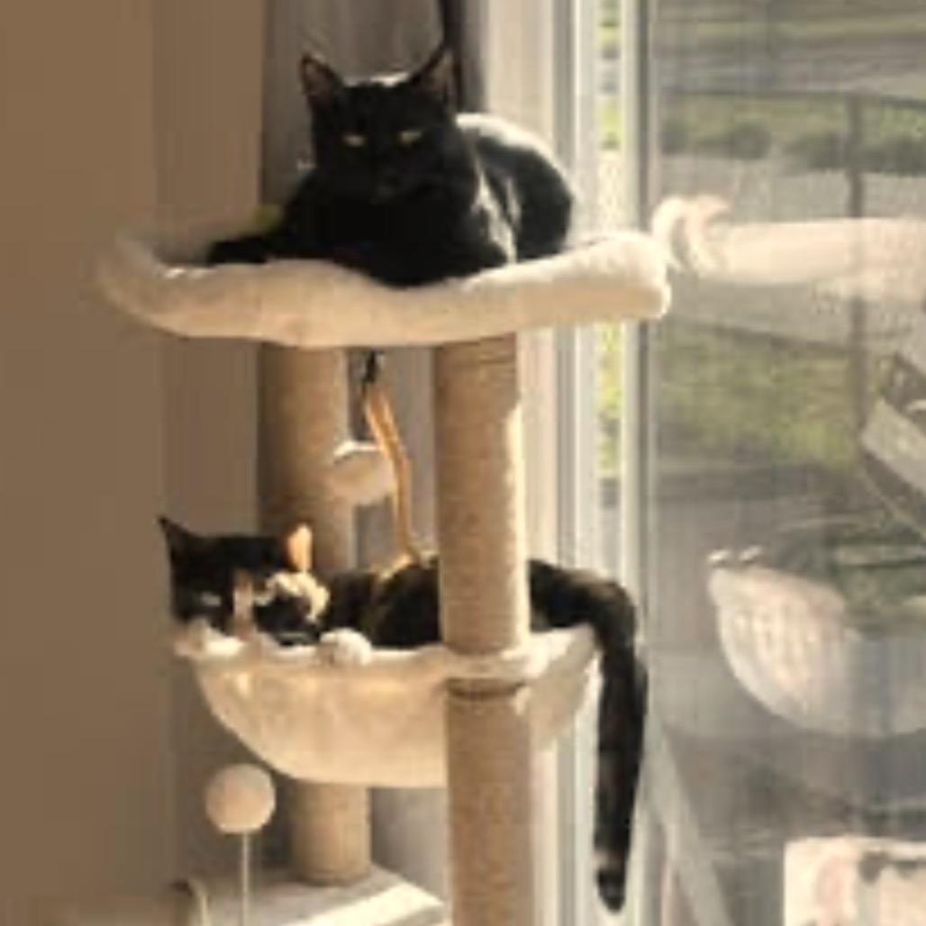 Precious C6937, a Adoptable Domestic Short Hair in Princeton, MN image 4/6