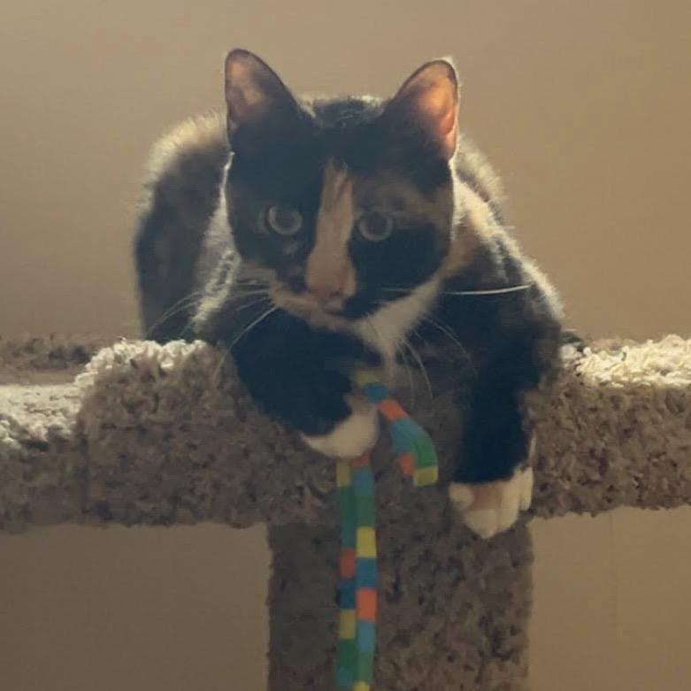 Precious C6937, a Adoptable Domestic Short Hair in Princeton, MN image 5/5