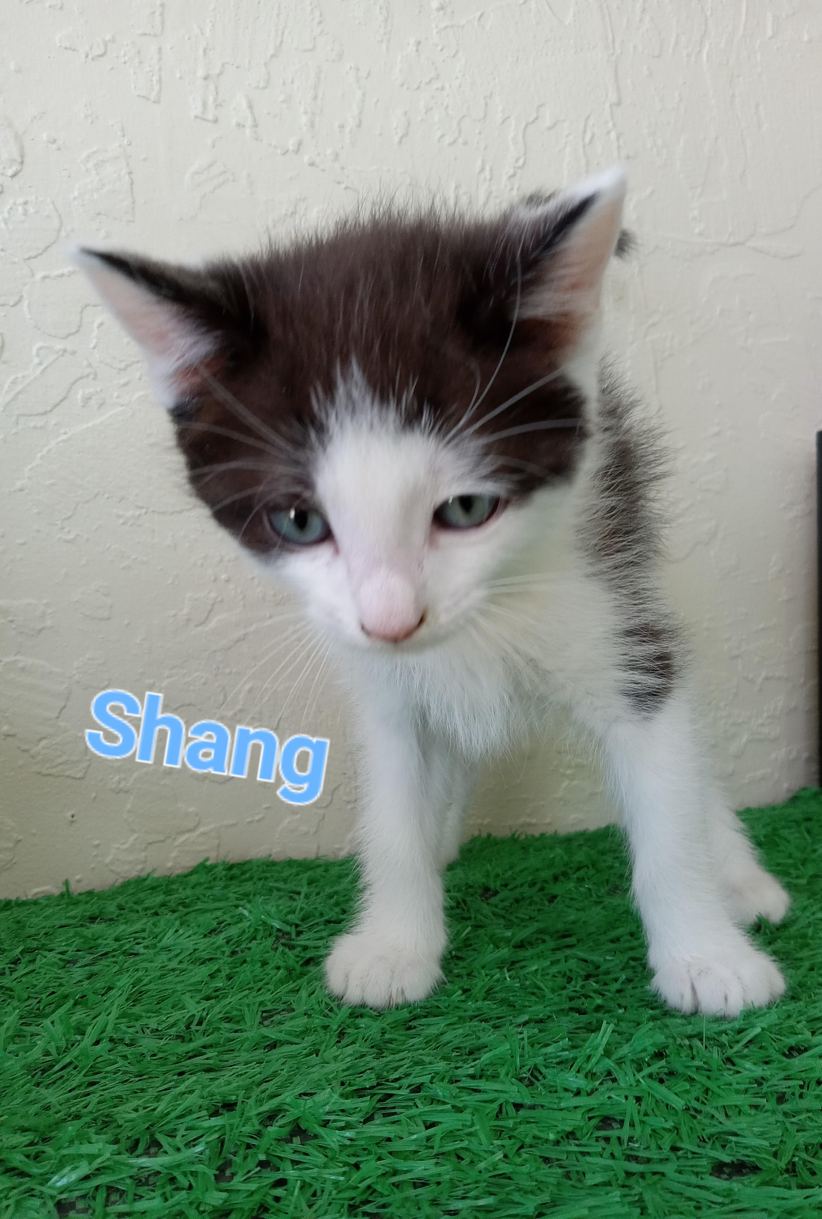 Shang, a Adoptable mixed breed in Yuma, AZ image 2/2