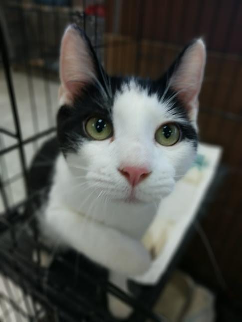 Shang, a Adoptable mixed breed in Yuma, AZ image 1/2