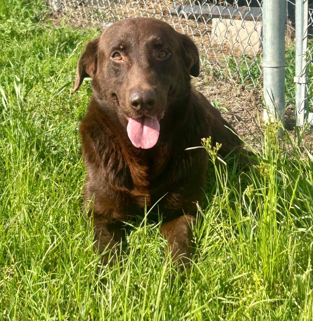 Hershel, Adoptable, Adult Male Labrador Retriever & German Shepherd Dog.