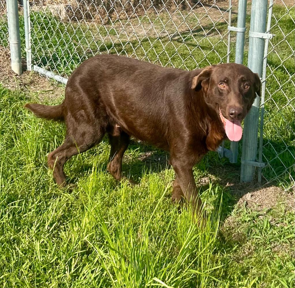 Enlarge Hershel, a Adoptable mixed breed in Nashville, GA image 2/2
