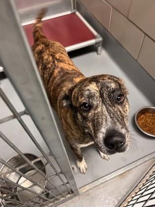 Enlarge Bumble Bee, a Adoptable mixed breed in Irving, TX image 1/1