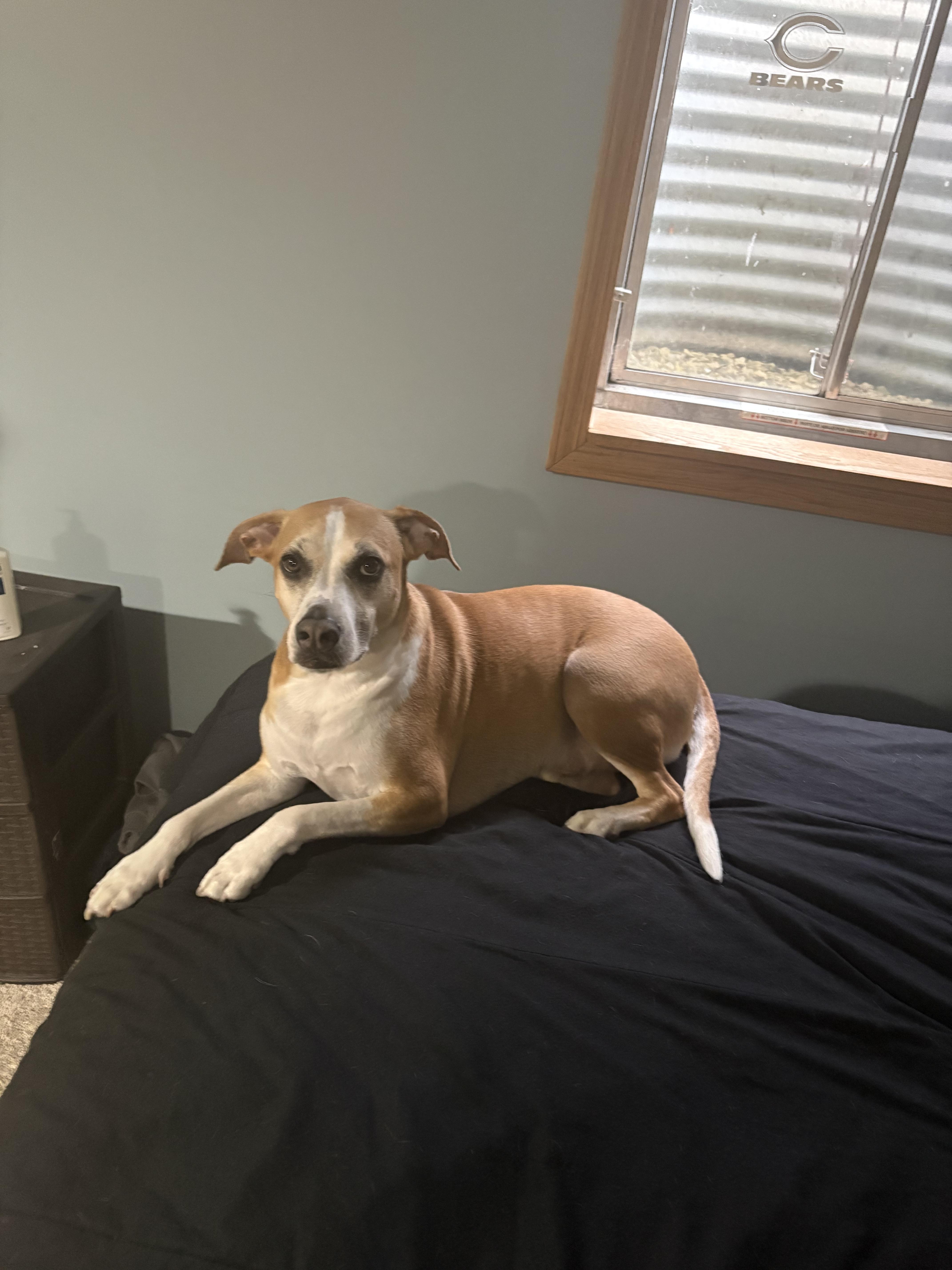 Enlarge Milo-reduced fee!!, a ADOPTABLE mixed breed in Yorkville, IL image 2/3