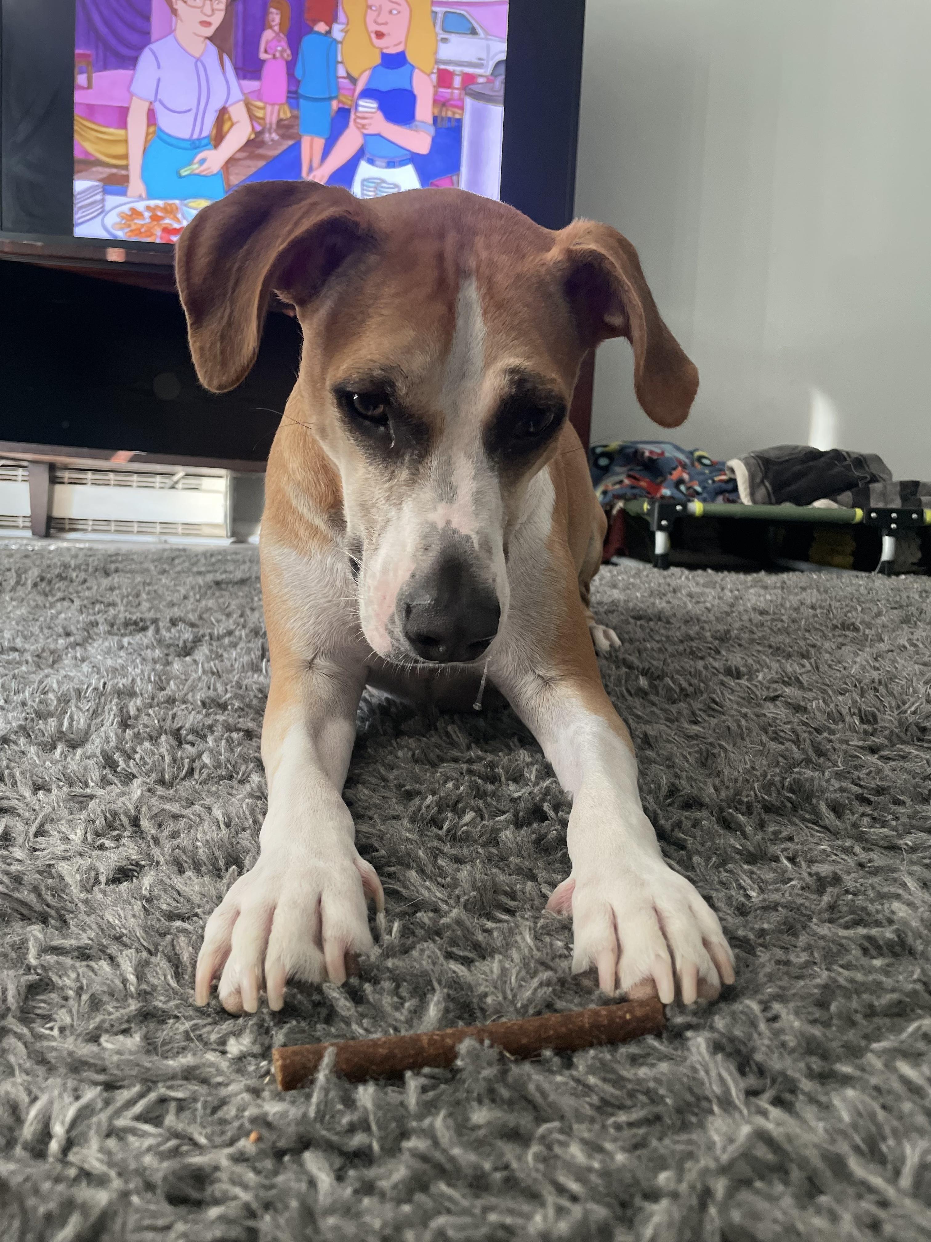 Milo-reduced fee!!, ADOPTABLE, Adult Male Beagle & Yellow Labrador Retriever.