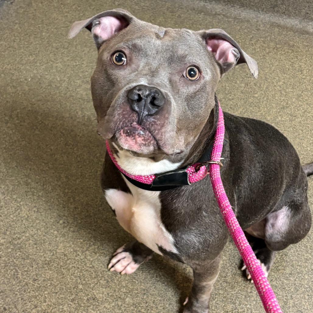 Atticus, Adoptable, Adult Male Pit Bull Terrier.