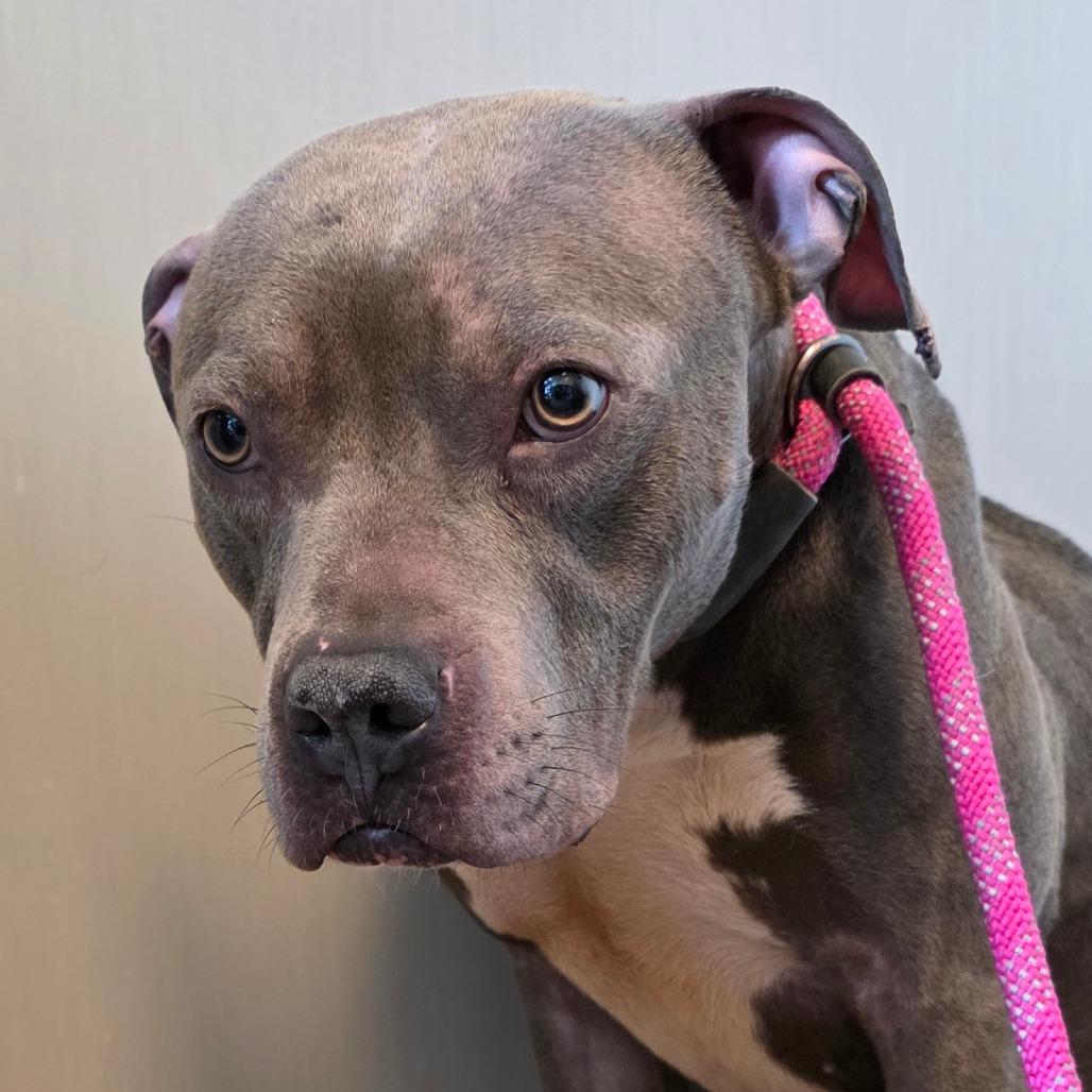 Enlarge Atticus, a Adoptable Pit Bull Terrier in Council Bluffs, IA image 2/2