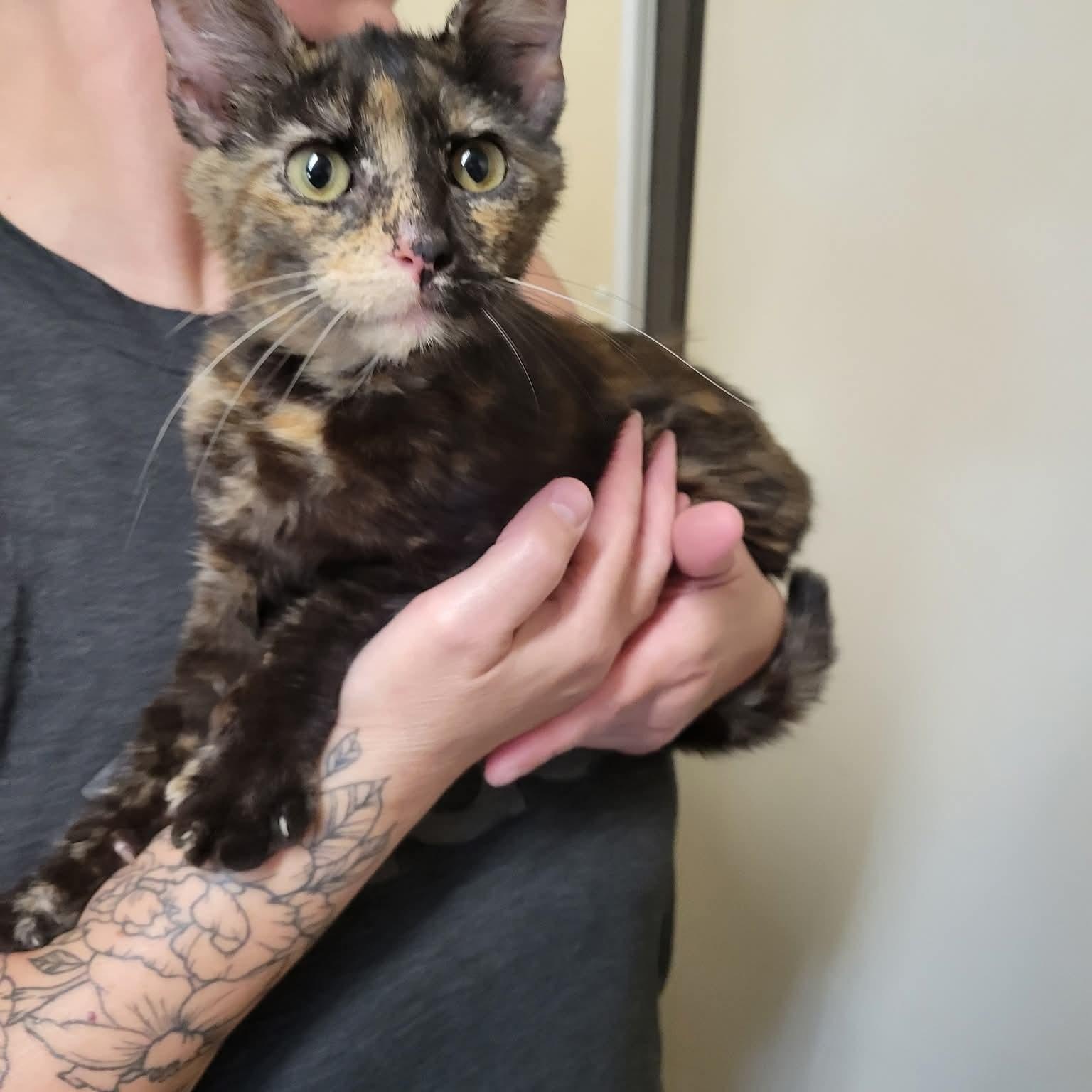 Sushi, Adoptable, Young Female Tortoiseshell.