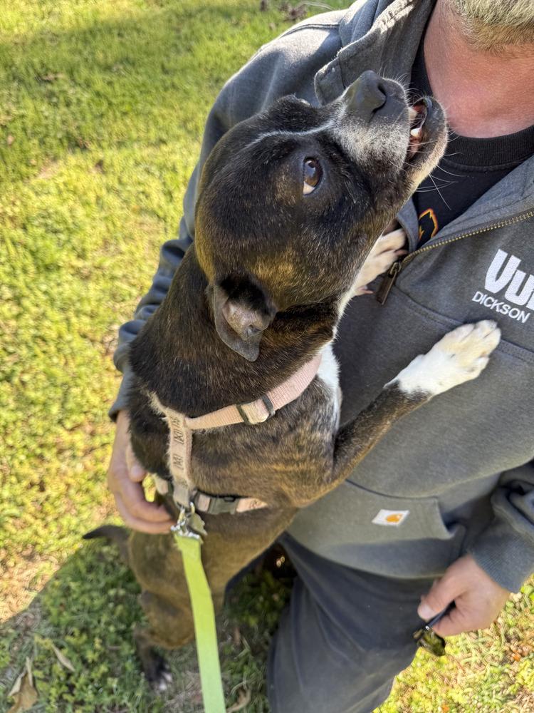 Enlarge Barbie Anne-4332 Erin, Tennessee, a Adoptable mixed breed in Maryville, TN image 2/6