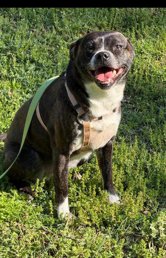 Enlarge Barbie Anne-4332 Erin, Tennessee, a Adoptable mixed breed in Maryville, TN image 4/6