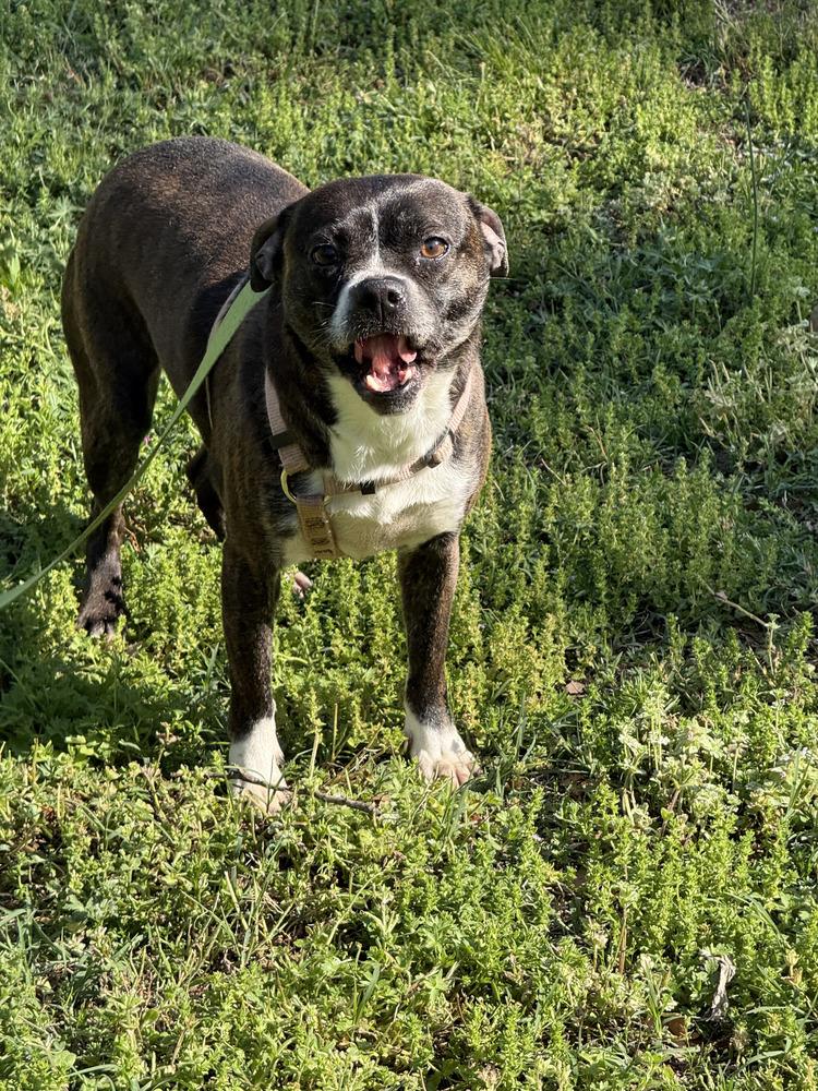 Enlarge Barbie Anne-4332 Erin, Tennessee, a Adoptable mixed breed in Maryville, TN image 5/6