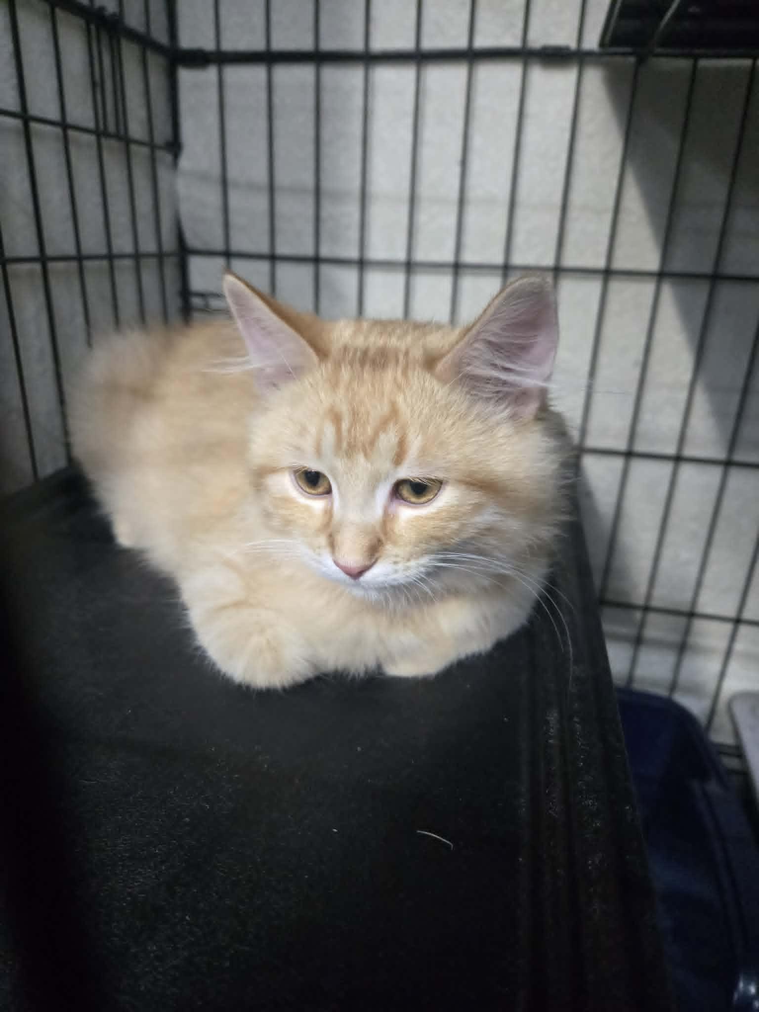 Fethry, an adopted mixed breed in Cut Bank, MT image 5/5