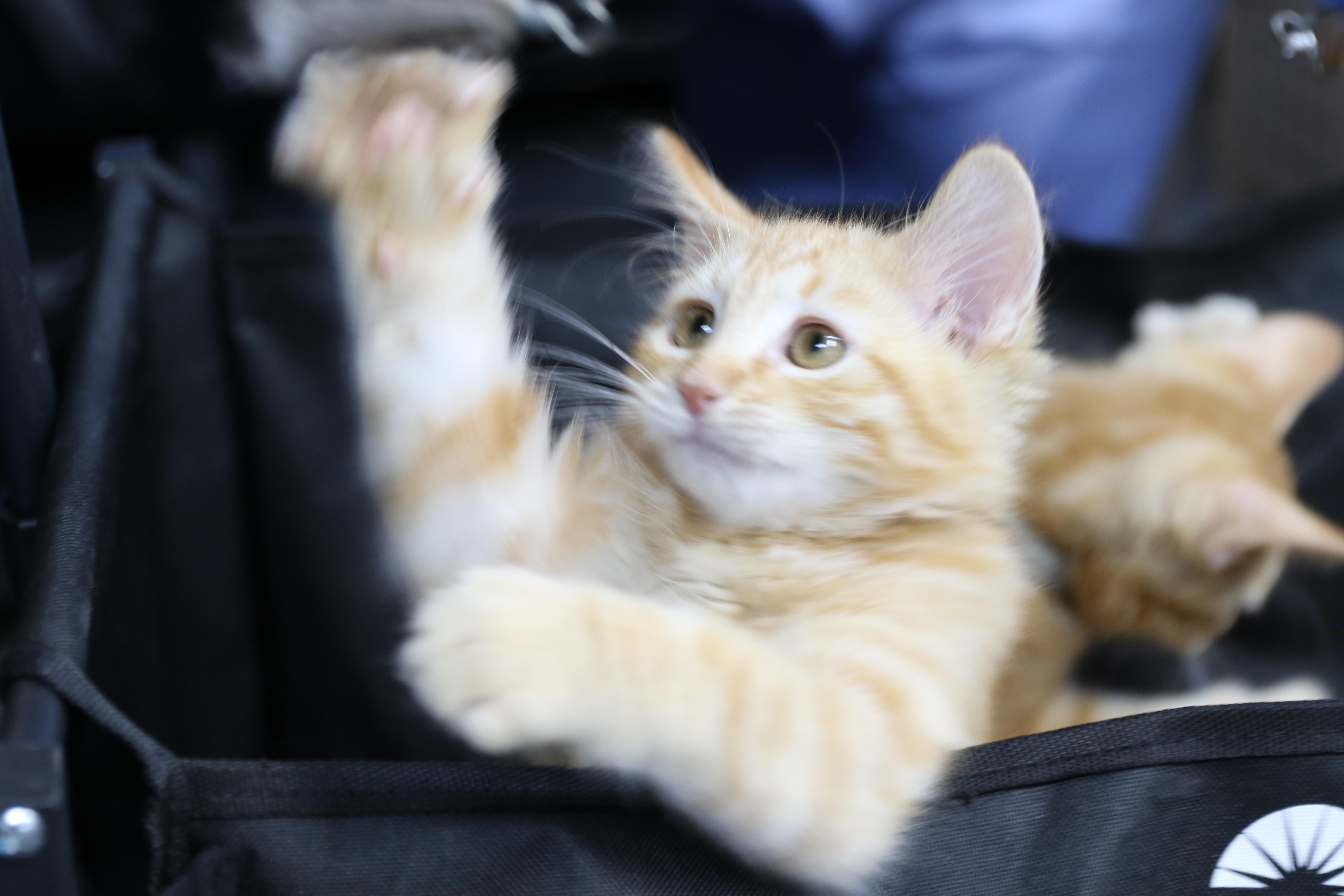 Fethry, adopted, Kitten Male Maine Coon & Tabby.