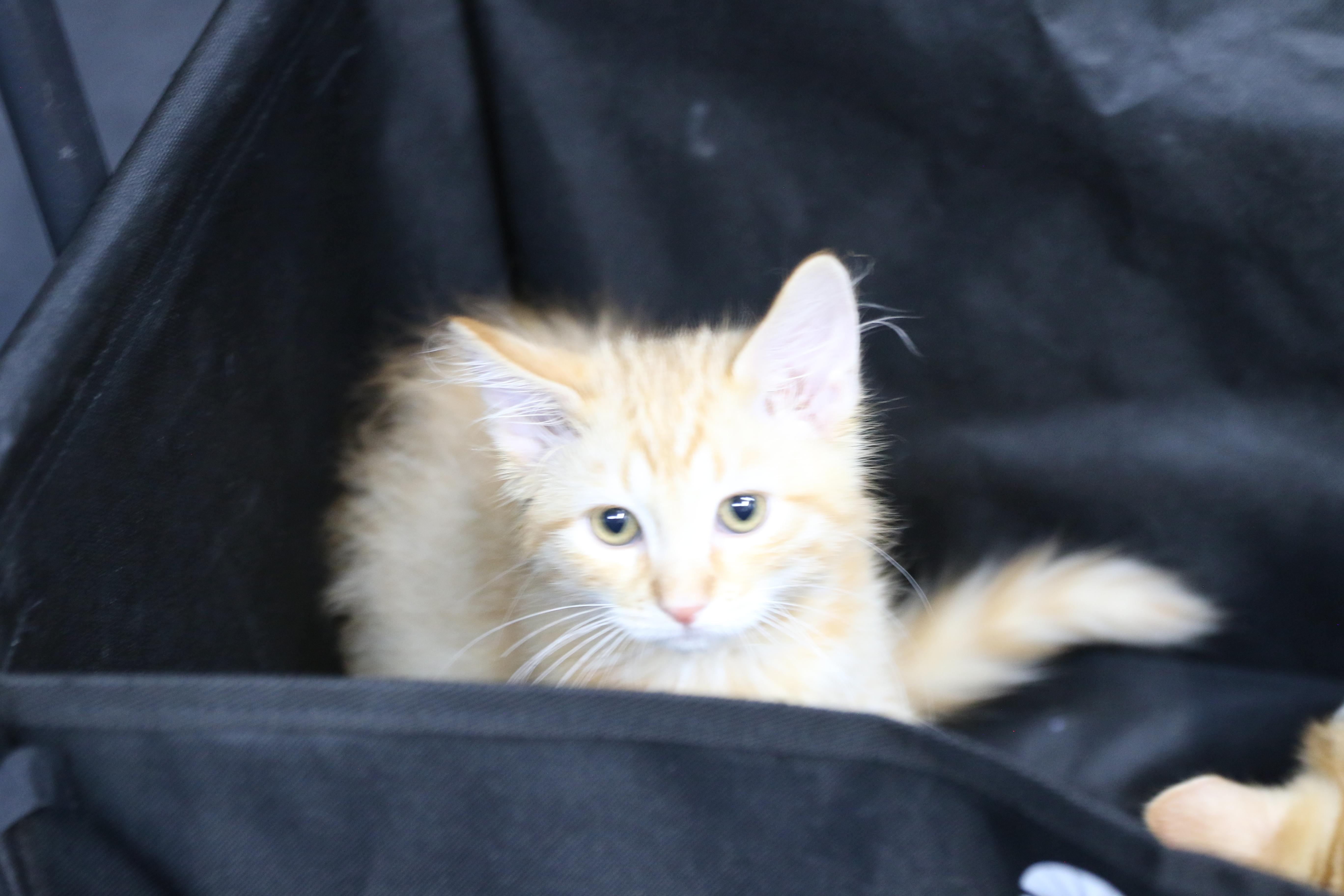 Fethry, an adopted mixed breed in Cut Bank, MT image 2/5