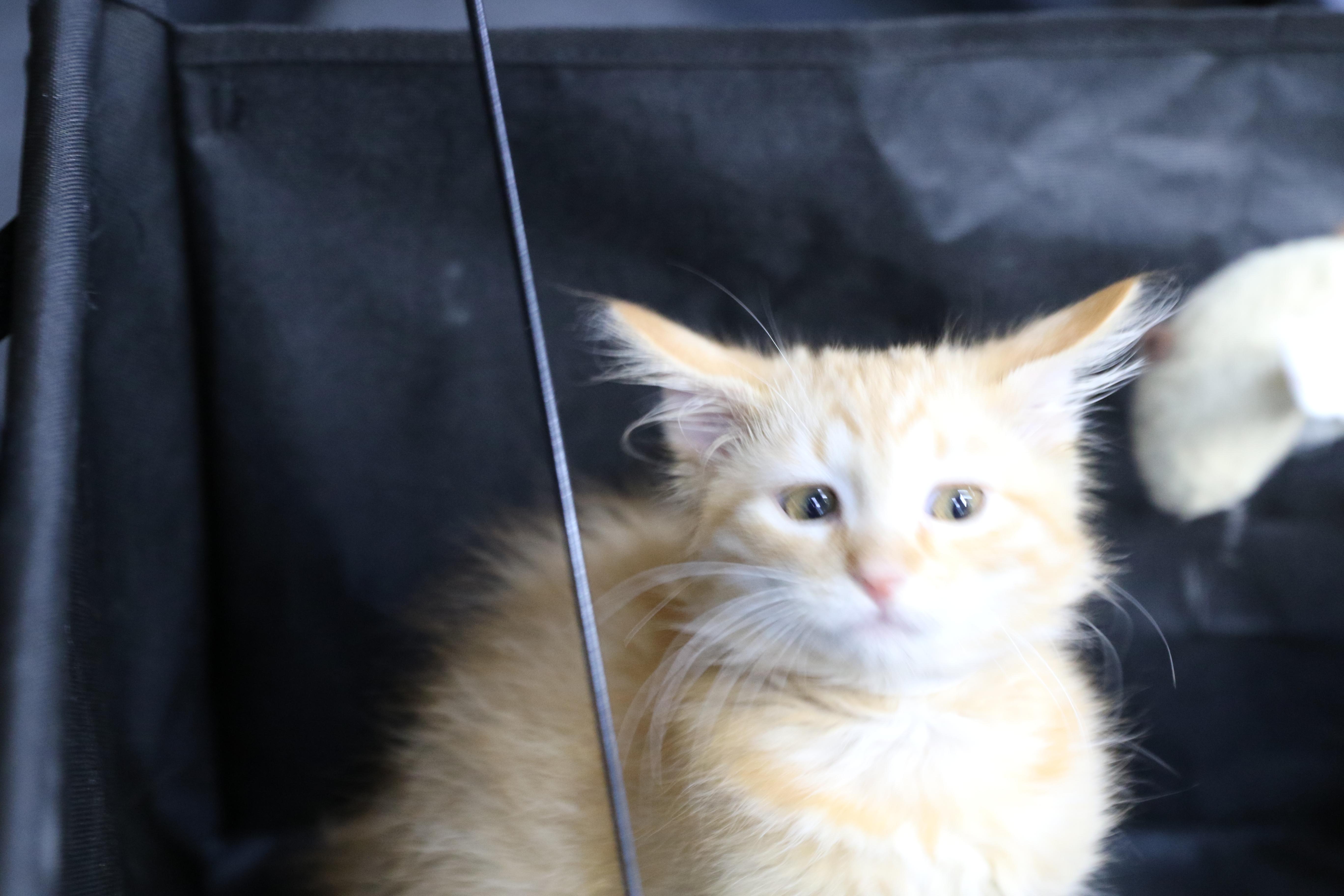 Fethry, an adopted mixed breed in Cut Bank, MT image 3/5