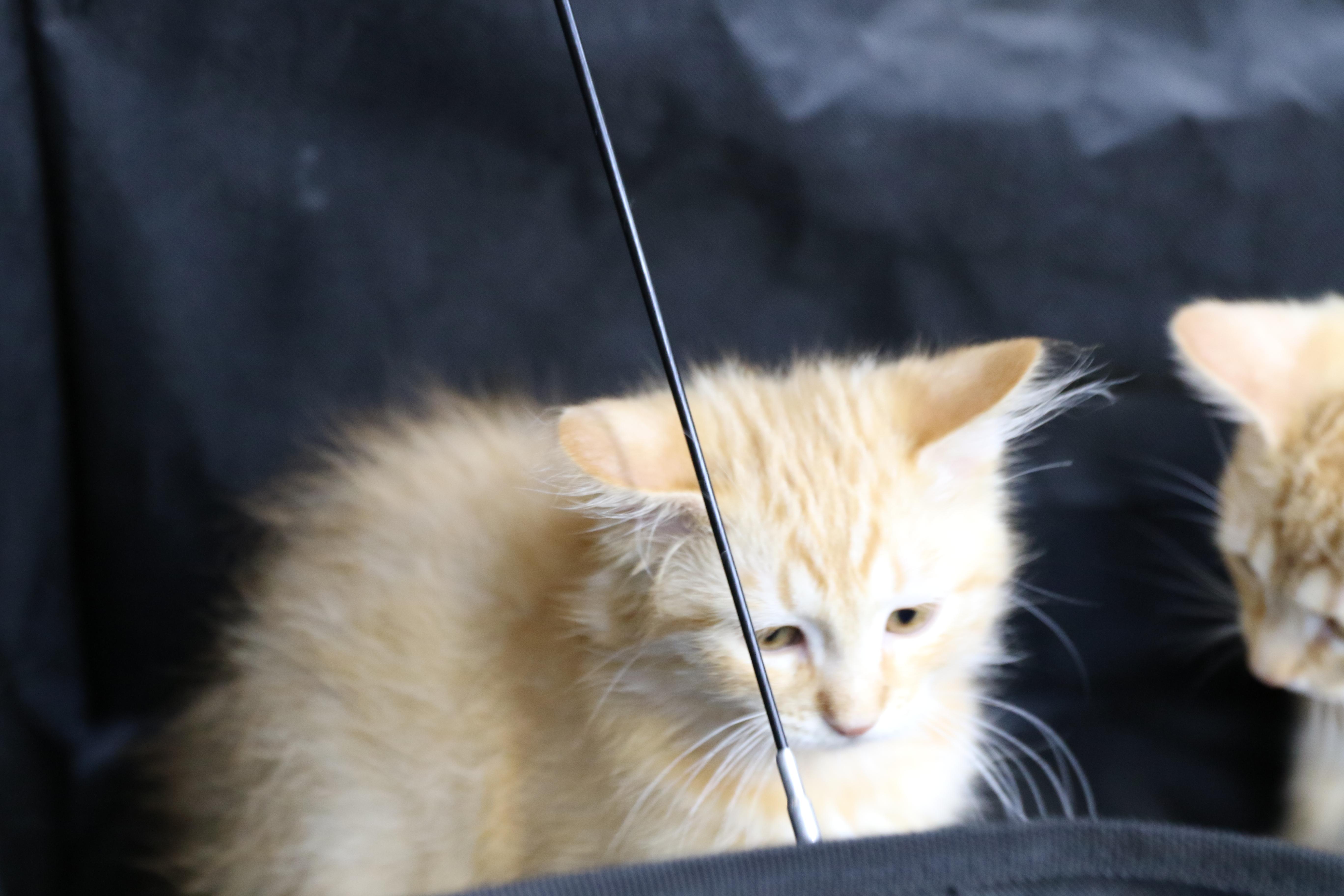 Fethry, an adopted mixed breed in Cut Bank, MT image 4/5