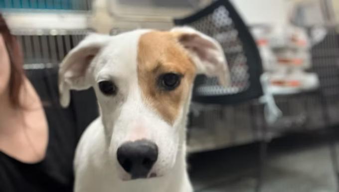 Zuco, Adopted, Young Male Jack Russell Terrier & English Springer Spaniel.