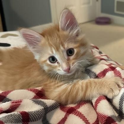 Oliver, an adopted Domestic Medium Hair in Rochester, MN image 1/2