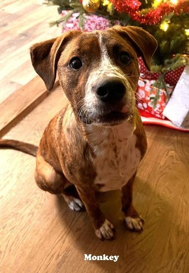 MONKEY/CHICKEN, an adopted mixed breed in Huntington, NY image 3/3
