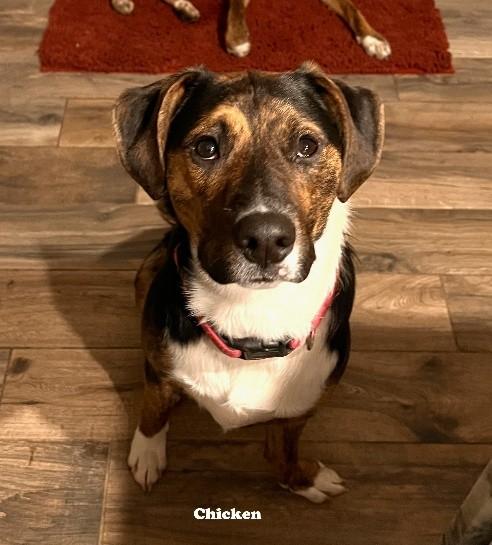 MONKEY/CHICKEN, an adopted mixed breed in Huntington, NY image 2/3