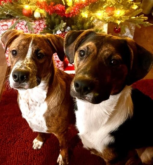 MONKEY/CHICKEN, adopted, Young Female Boxer & Labrador Retriever.