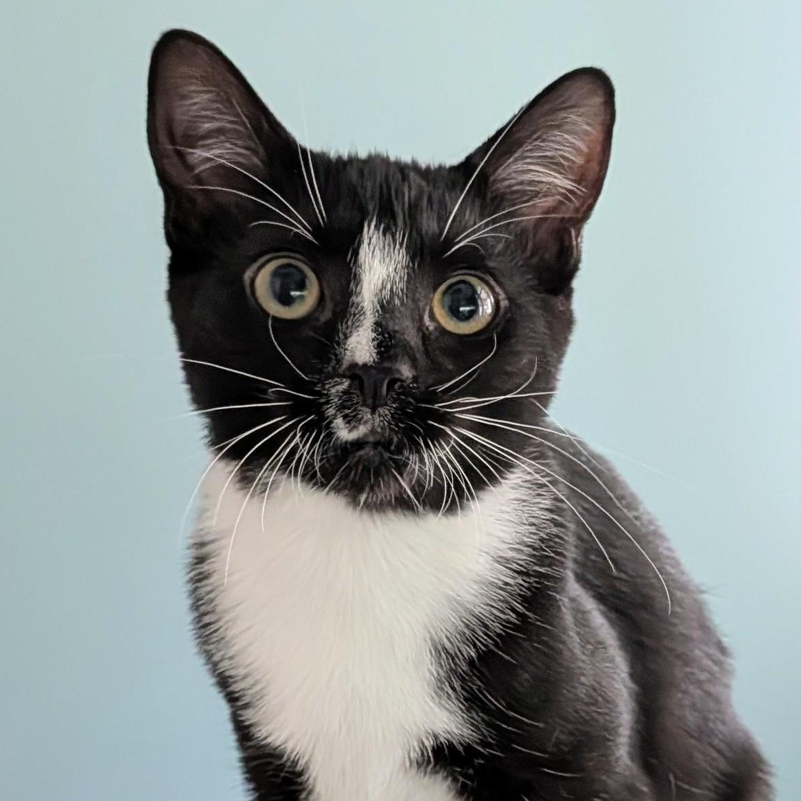 Olive, an adoptable Tuxedo in Honeoye, NY image 2/2