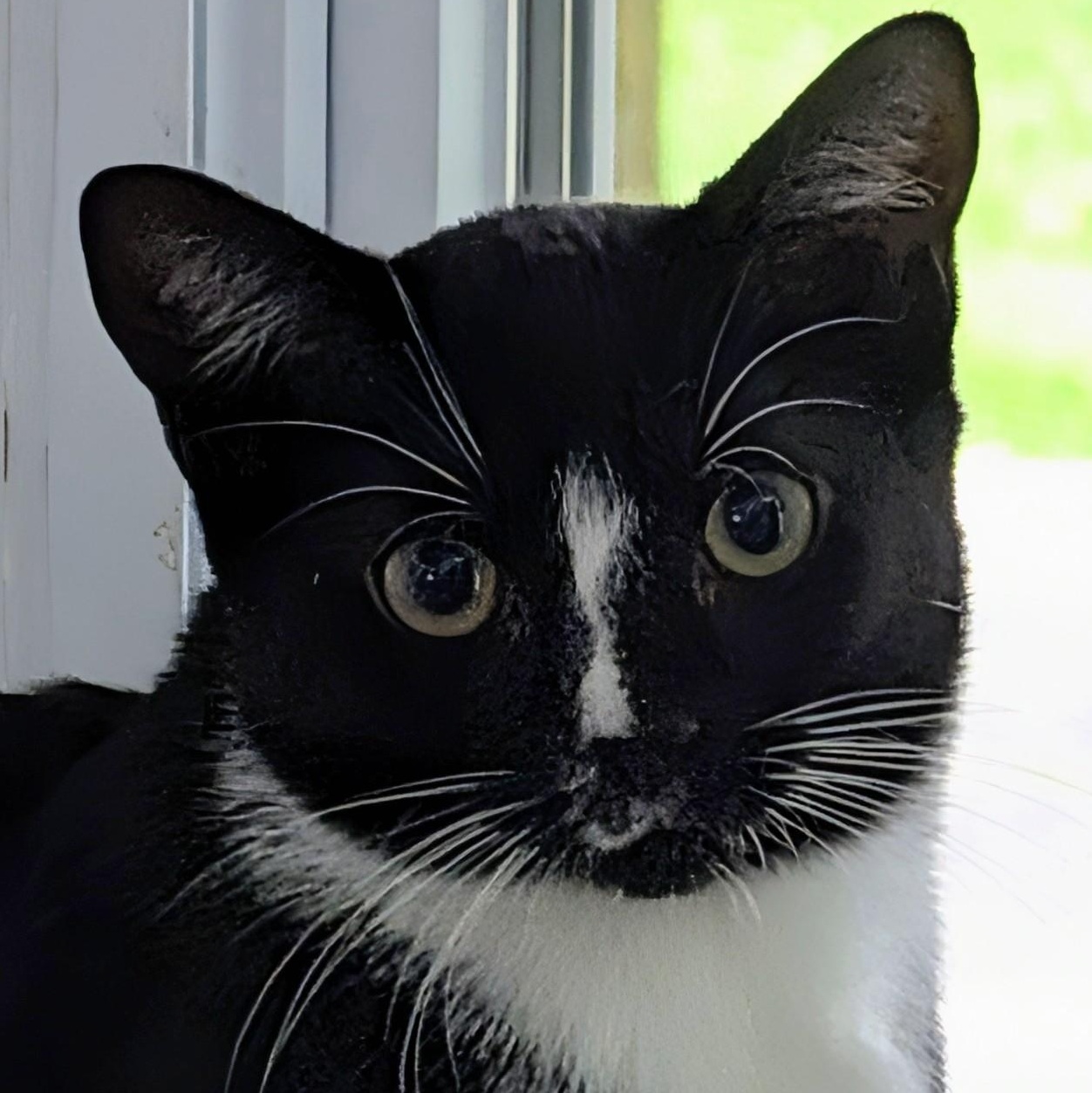 Olive, an adoptable Tuxedo in Honeoye, NY image 1/2