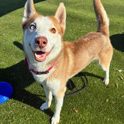 Genesis, Adoptable, Adult Male Husky & Mixed Breed.