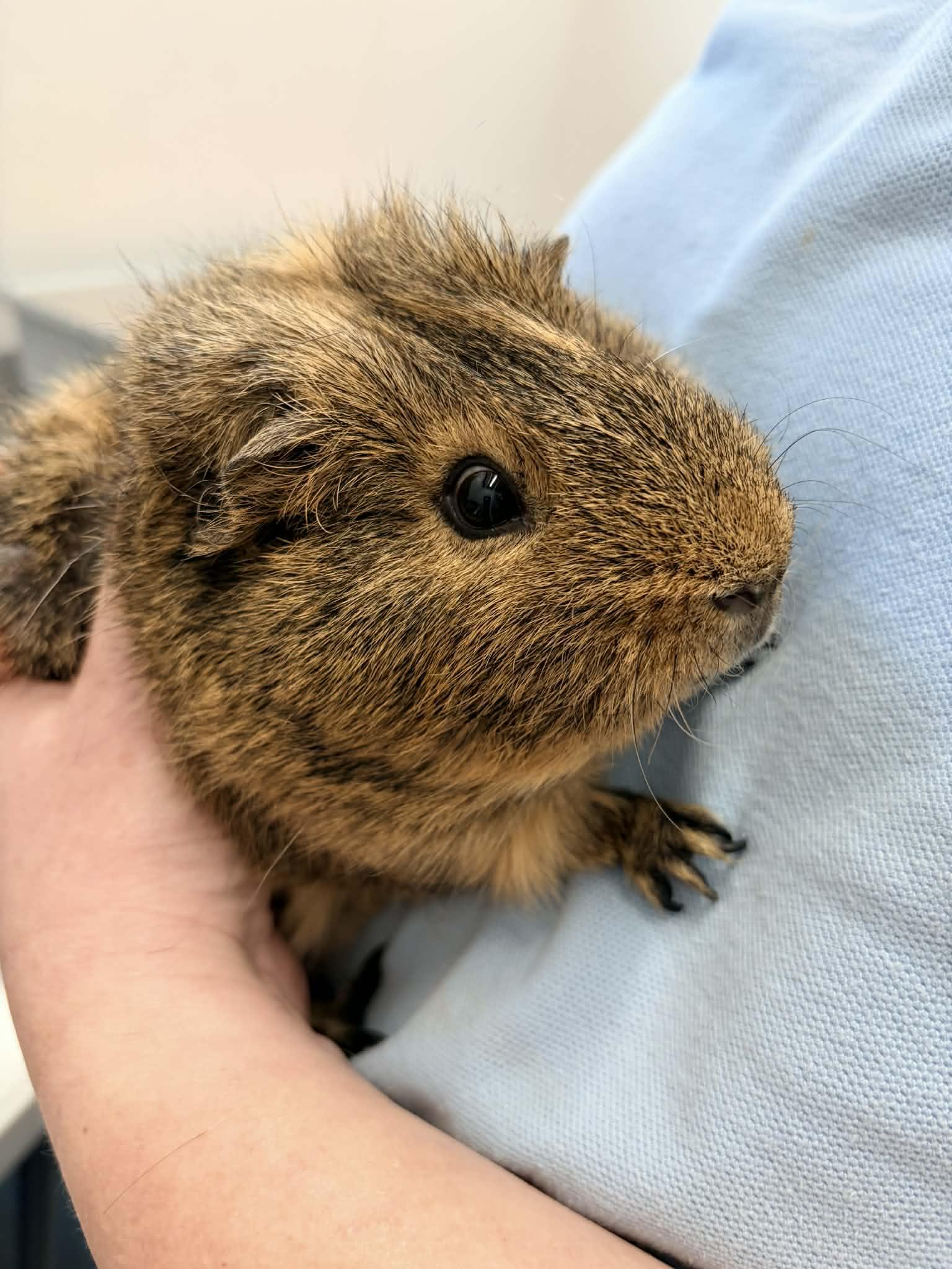 Simon, adopted, Baby Male Short-Haired.