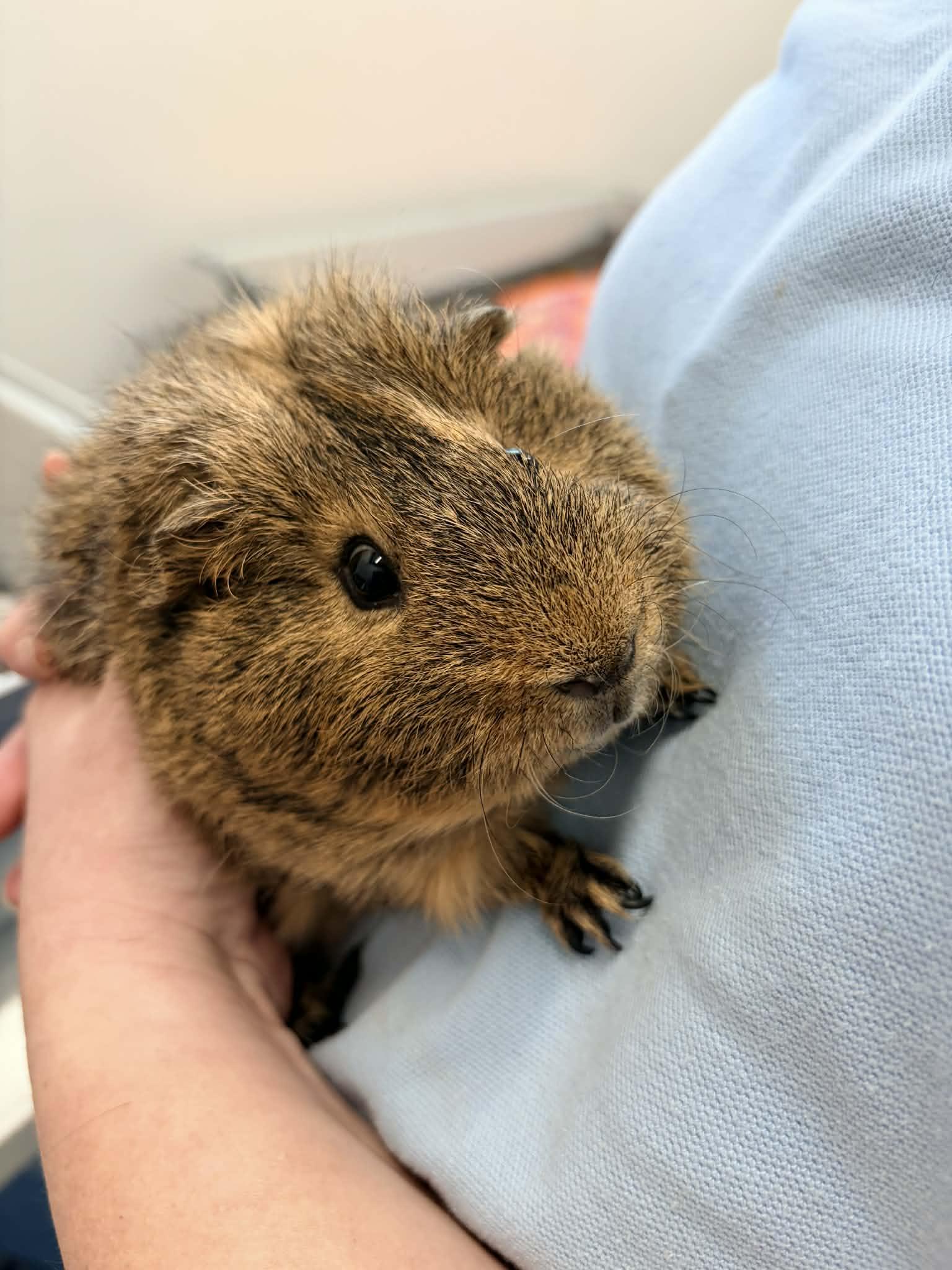 Enlarge Simon, an adopted mixed breed in Wakefield, RI image 2/2