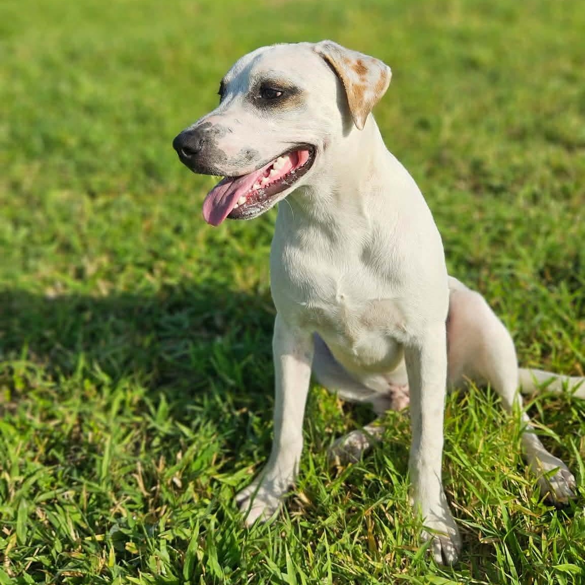 Enlarge Wishbone, a Adoptable mixed breed in Kingsville, TX image 6/6