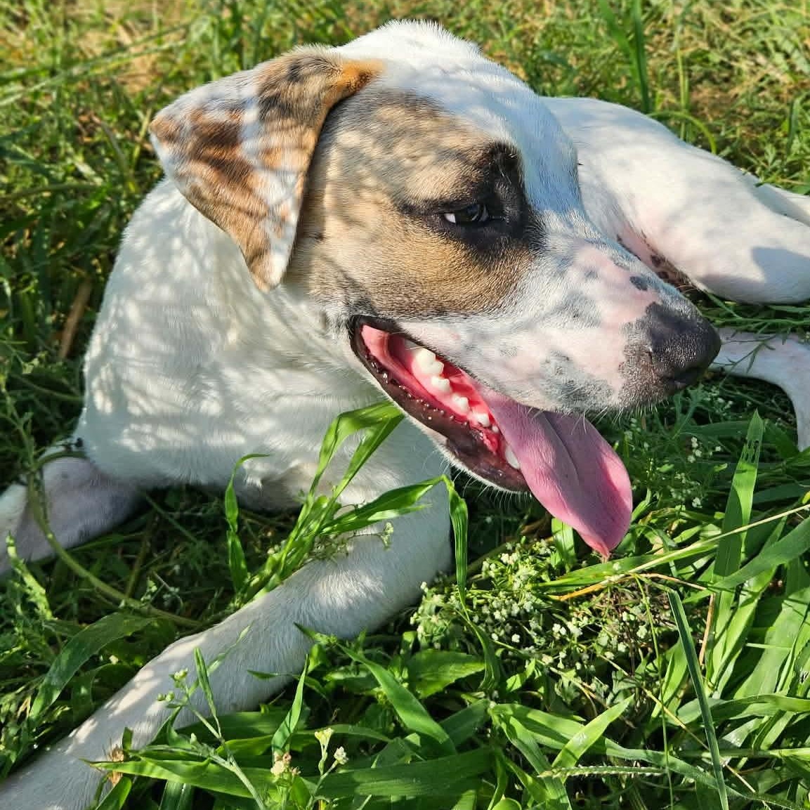 Wishbone, Adoptable, Young Male Terrier & Mixed Breed.