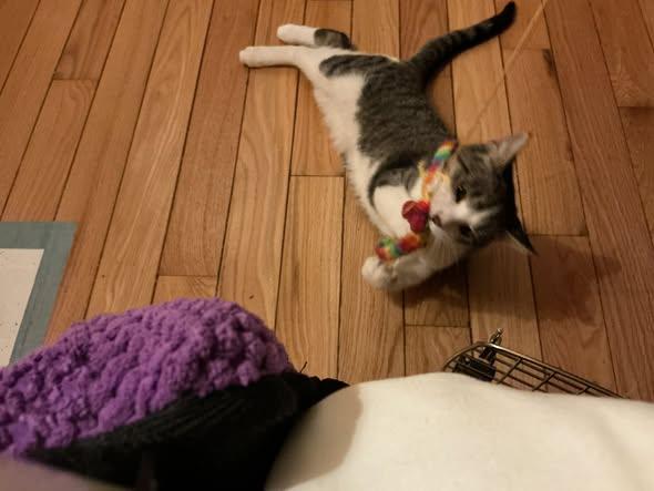 Pax, ADOPTABLE, Young Male Domestic Short Hair.