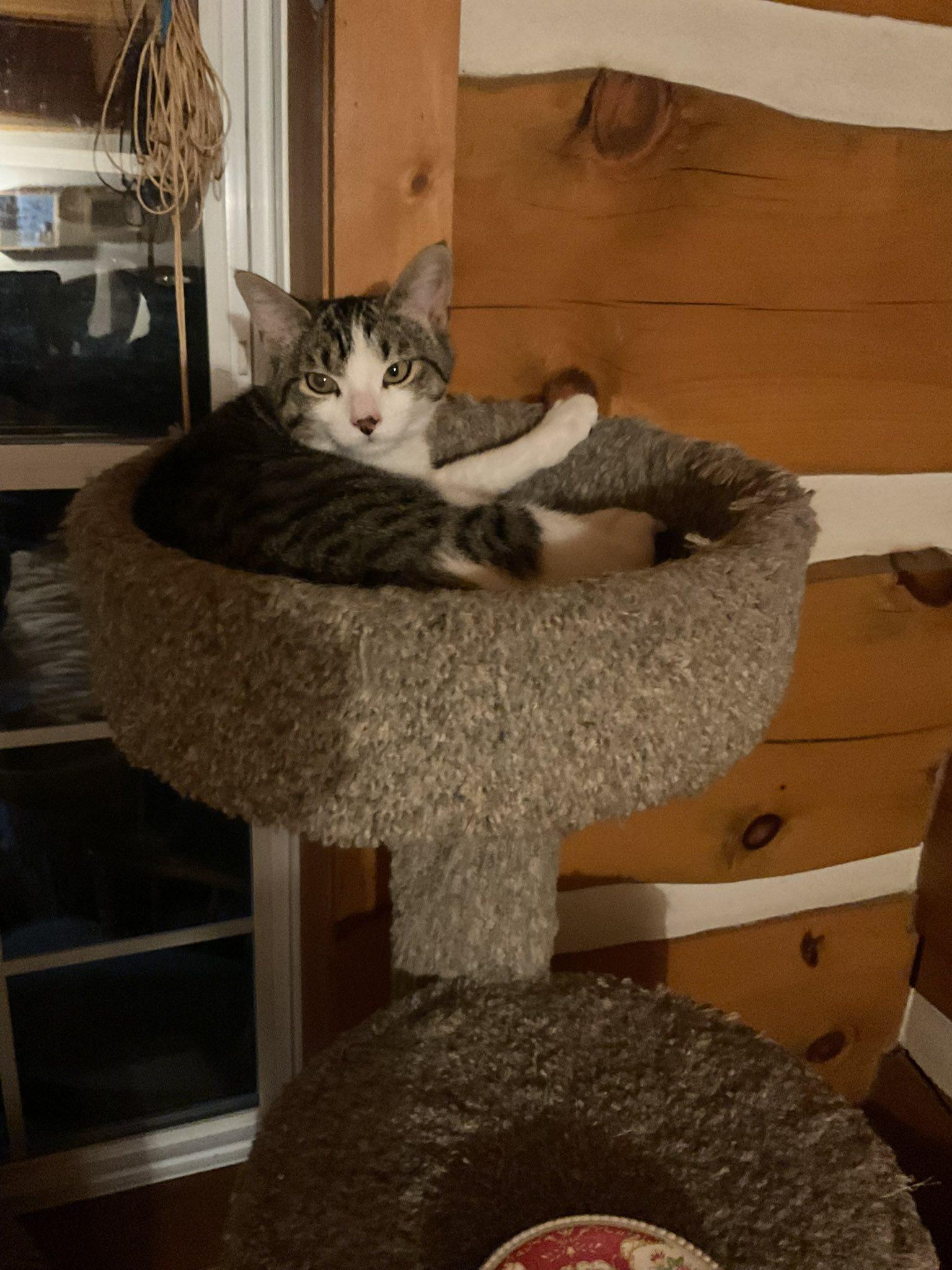 Enlarge Pax, a ADOPTABLE Domestic Short Hair in Spencerville, ON image 2/6