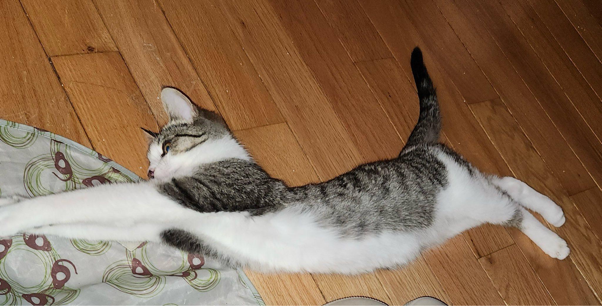 Enlarge Pax, a ADOPTABLE Domestic Short Hair in Spencerville, ON image 1/5