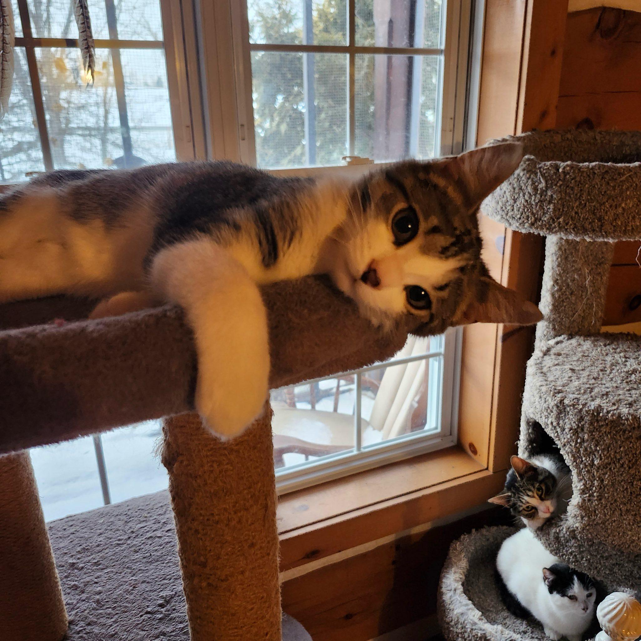 Enlarge Pax, a ADOPTABLE Domestic Short Hair in Spencerville, ON image 5/5