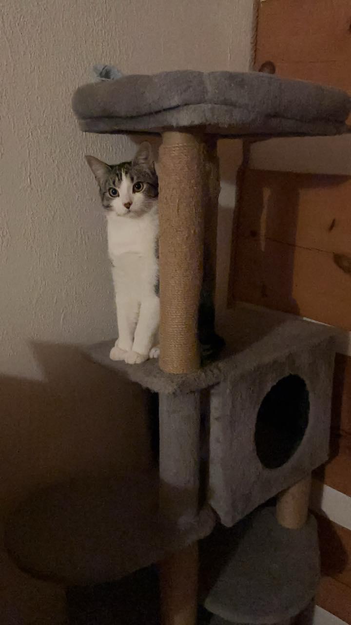 Enlarge Pax, a ADOPTABLE Domestic Short Hair in Spencerville, ON image 3/6