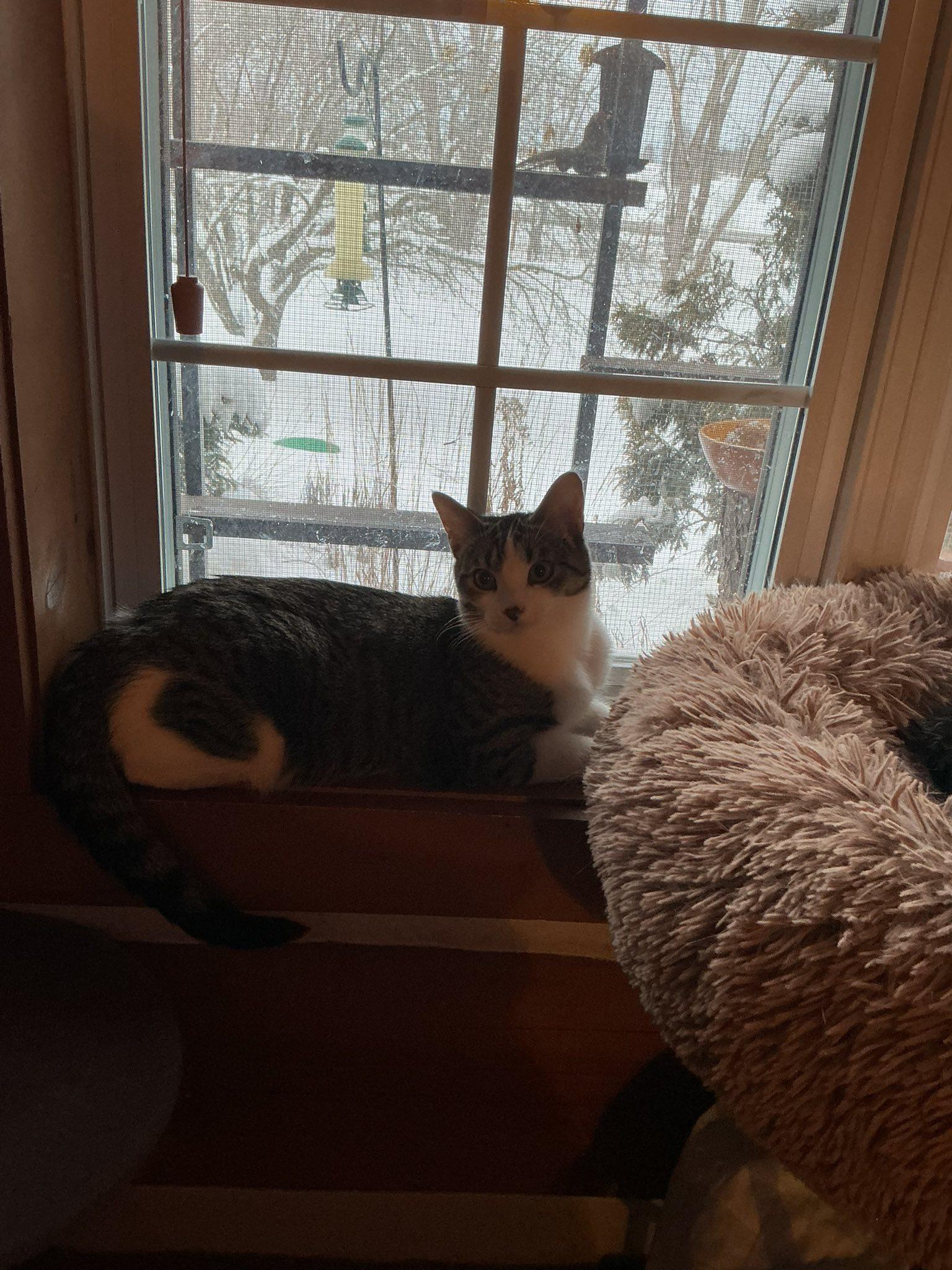 Enlarge Pax, a ADOPTABLE Domestic Short Hair in Spencerville, ON image 4/6