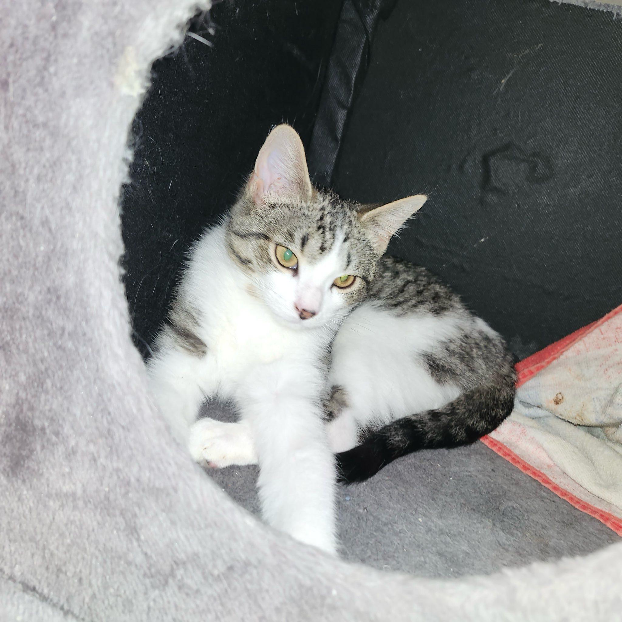 Enlarge Pax, a ADOPTABLE Domestic Short Hair in Spencerville, ON image 3/5