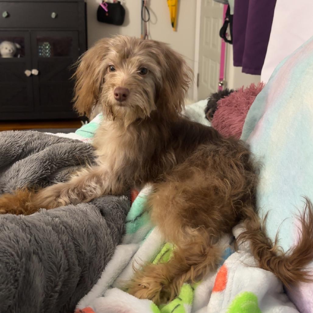 Uptown Funk, Adoptable, Young Male Mixed Breed & Cavalier King Charles Spaniel.